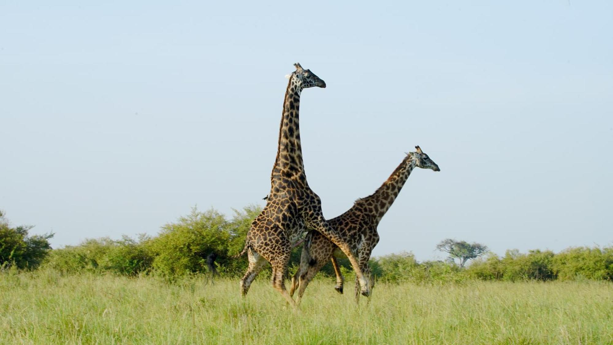 Mara Elatia Camp Vila Maasai Mara Exterior foto