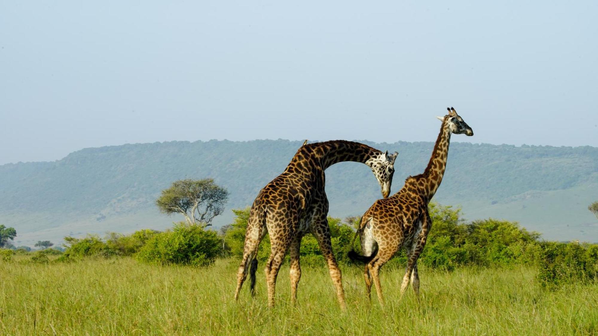 Mara Elatia Camp Vila Maasai Mara Exterior foto