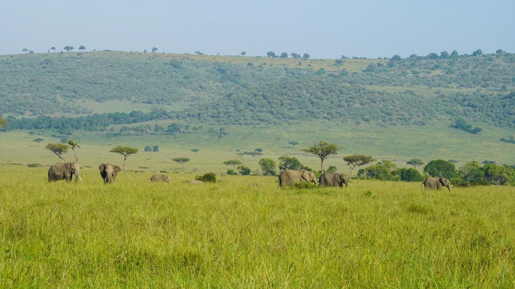 Mara Elatia Camp Vila Maasai Mara Exterior foto