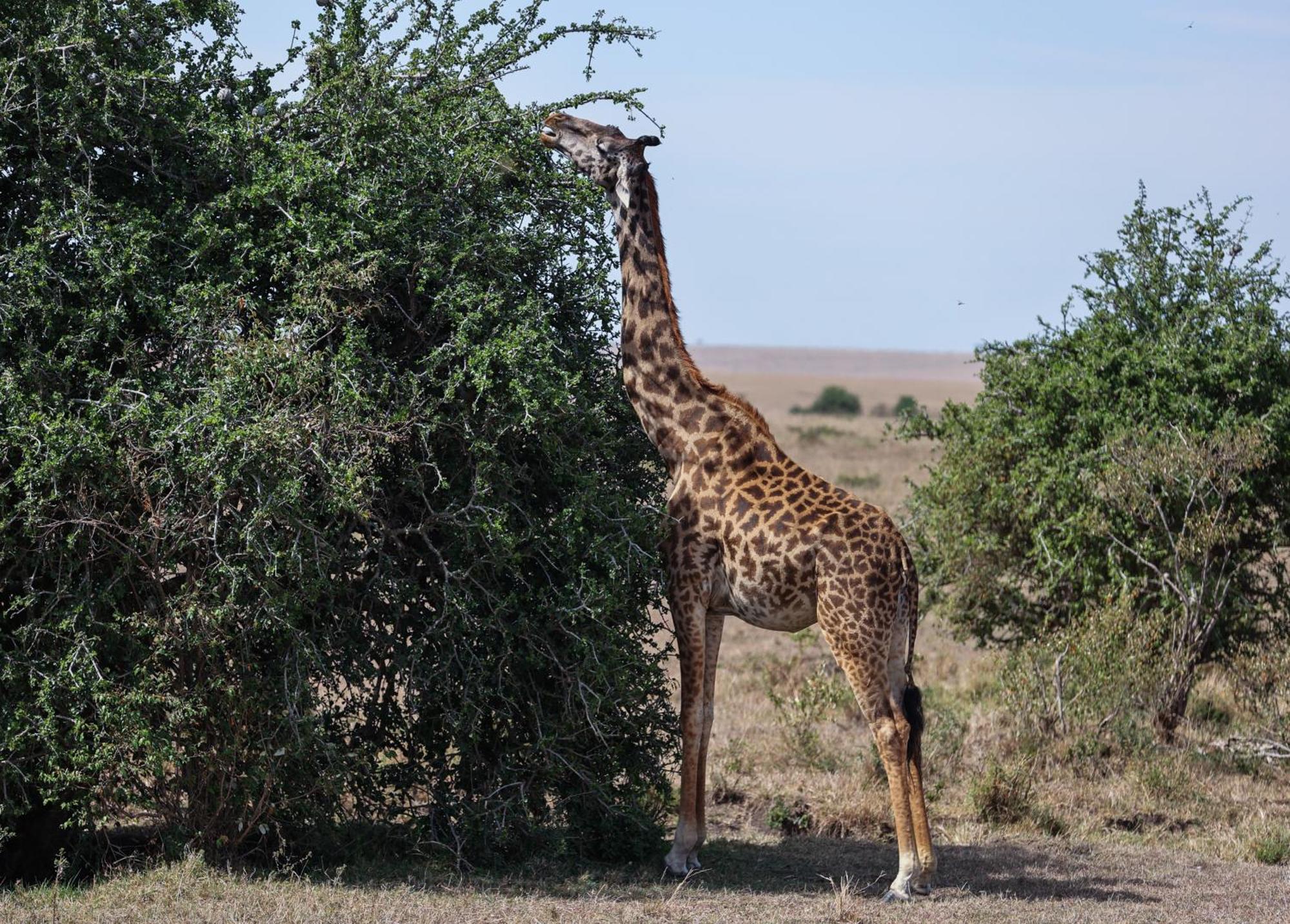 Mara Elatia Camp Vila Maasai Mara Exterior foto
